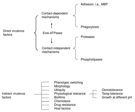 Biology And Pathogenesis Of Acanthamoeba Parasites And Vectors Full Text