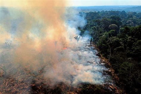 Warum Der Amazonas Regenwald Stirbt Und Was Dagegen Zu Tun Ist Natur