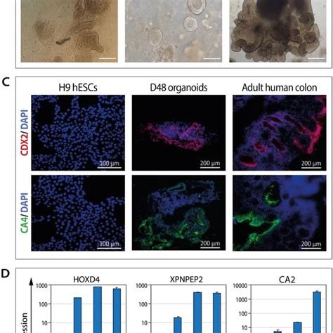 Characterization Of HESC Derived Colon Organoids A Immunostaining Of