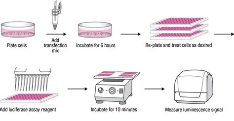 Turboluc™ Luciferase One Step Glow Assay Kit