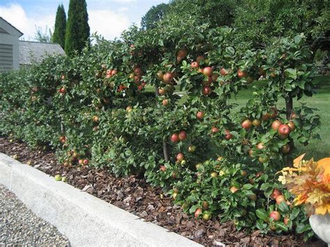 Espaliered Apple Tree Fence