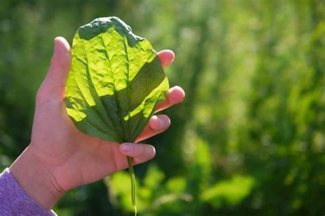 Tanchagem Uma Planta Medicinal Poderosa Mundo Agro