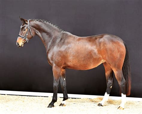 The Oldenburg Horse Breeders' Society | OH | News | News