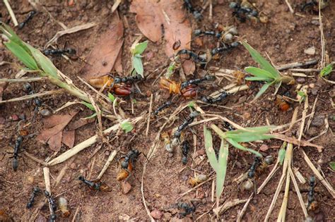 Notes From Kenya: MSU Hyena Research: Ants vs. Termites