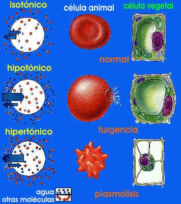 MOVIMIENTOS INTERNOS EN LOS SERES VIVOS PRESIÓN OSMÓTICA
