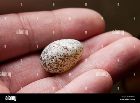 Man Holding Northern Cardinal Bird Egg Cardinalis Cardinalis USA