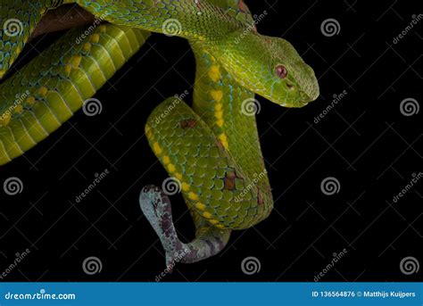 Philippine Pit Viper Trimeresurus Flavomaculatus Stock Photo - Image of venom, green: 136564876