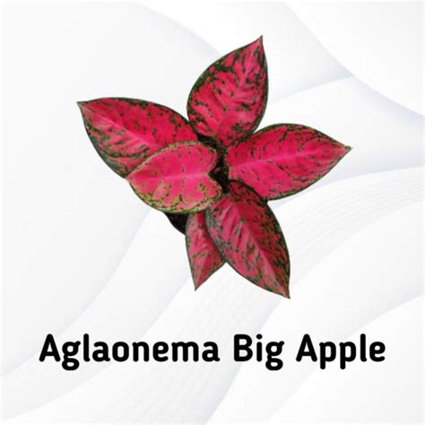 Jual Aglaonema Big Apple Shopee Indonesia