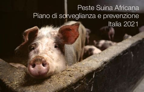 Peste Suina Africana Piano Di Sorveglianza E Prevenzione Italia 2021