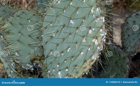 Prickly Cactus Infested With Scale Insects Stock Photo Image Of