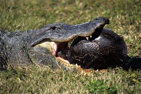 Alligator Eating Turtle Stock Image C006 5845 Science Photo Library