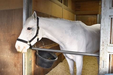 白毛馬アマンテビアンコは羽田盃トライアルの雲取賞へ 宮田調教師が海外のレースに登録した意図を説明【次走報】東スポ競馬 Goo ニュース