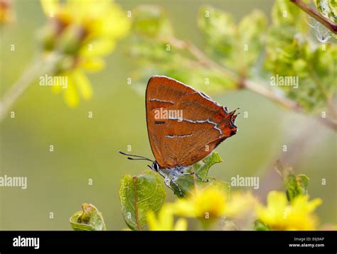 Brown Hairstreak butterfly (female) on blackthorn leaf. Steyning Rifle Range, Steyning, Sussex ...