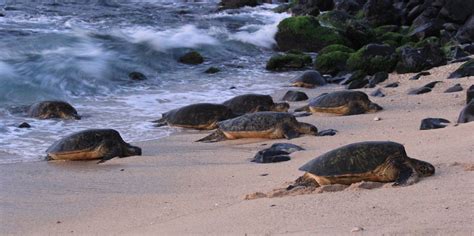 Volunteer Hawaii, USA – Turtle Conservation ⋅ Natucate