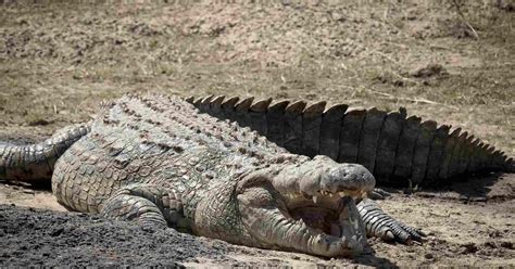 Elsen Karstad S Pic A Day Kenya Mara River Crocodile