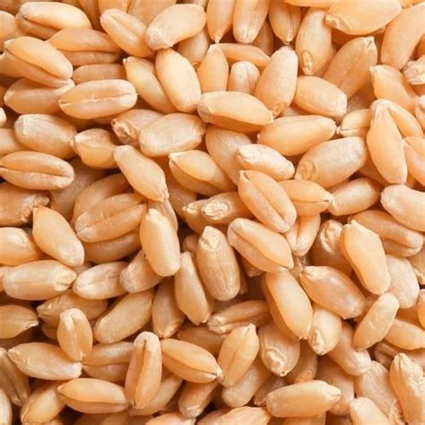 Indian Organic Wheat Grain Packaging Size Loose High In Protein At