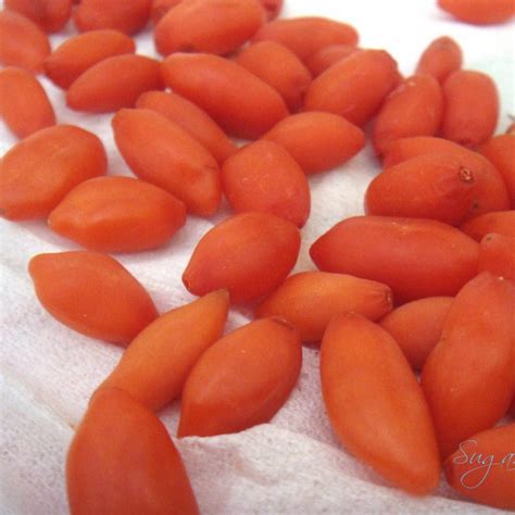 Lycium Chinensebarbarum Goji Berry Wolfberry Seeds X 50 Ole