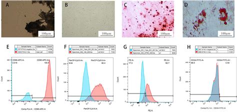 Frontiers Graphene Quantum Dots Promote Migration And Differentiation