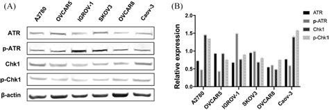 Atrchk1 Pathway Associated Proteins Expressed In Human Ovarian Cancer