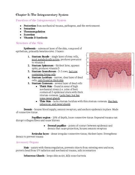 Chapter 5: Integumentary system - Chapter 5: The Integumentary System