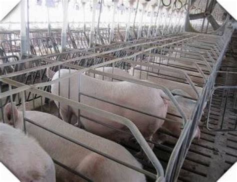 Different Kinds Of Pig Farming Styles Offer Complete Pig Farm