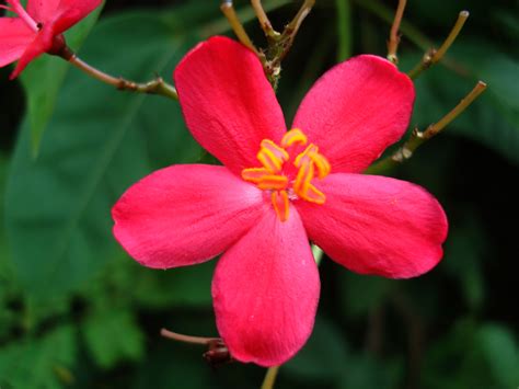 National Flower Of The Philippines