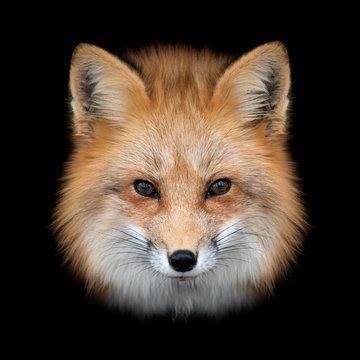 82,639 BEST Fox Red IMAGES, STOCK PHOTOS & VECTORS | Adobe Stock