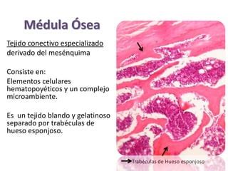 Histolog A M Dula Sea Y Sangre Ppt