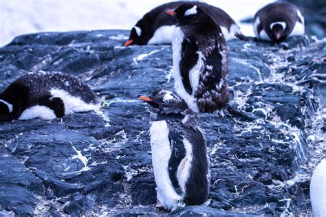 Antartica Gentoo Penguins Molting Feathers On Mik Flickr