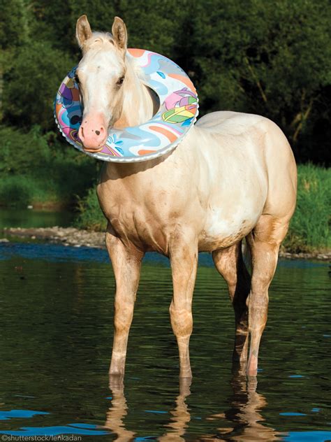 Horses Swimming