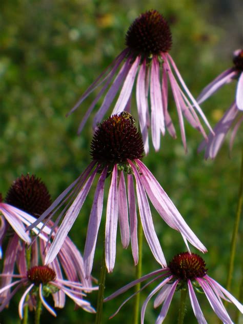 Sanguin Purple Cone Flower Butterfly Plants Almost Eden