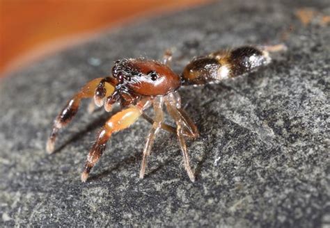 Ant Mimic Jumping Spider Salticidae Nr Cairns Qld Aust Flickr