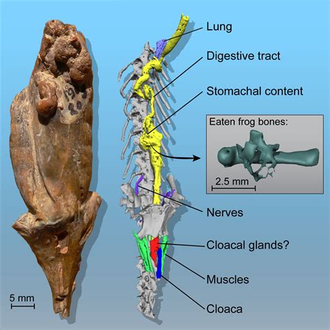 Mummified Salamander Fossil Reveals Its Organs And Its Last Meal