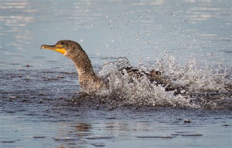 Double Crested Cormorant Water Splashing Sequence Martin Belan