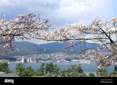 Aerial View On Hiroshima Mountains And Blooming Sakura From Miyajima