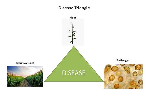 Corn Disease And Disease Management