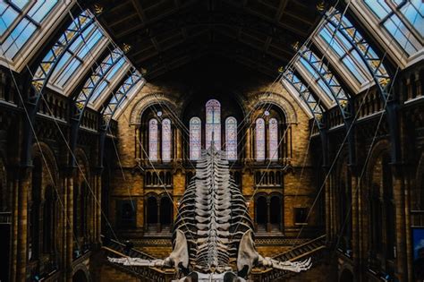 Premium Photo | Dinosaur skeleton in museum photo