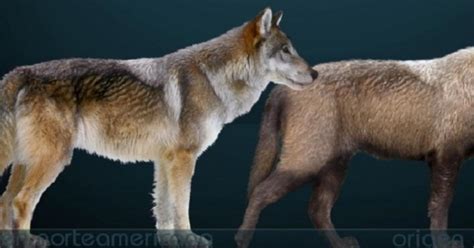 Game Of Thrones The Dire Wolves Once Existed And Here S What They Looked Like