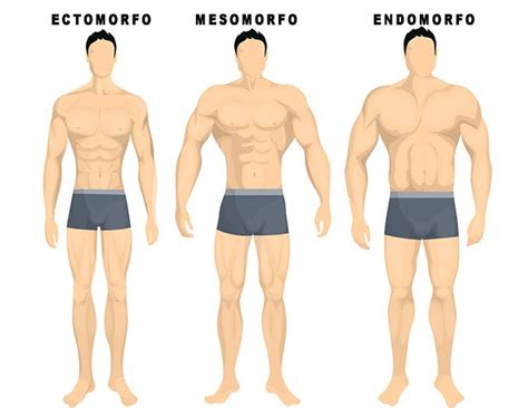 Treino Ectomorfo Vezes Por Semana Cultura Mix