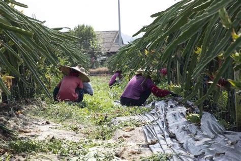 厉害！新兴这条村村民靠种这个，人均增收2万元以上南方plus南方