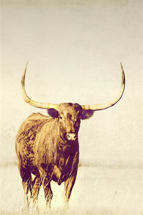 Longhorn Sepia Tones Photograph By Ann Powell Fine Art America