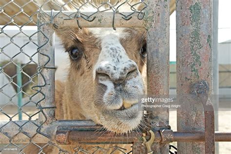 Cama Camel Llama Cross Breed High-Res Stock Photo - Getty Images