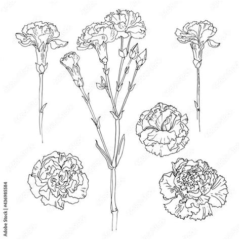 Carnation Flower Drawing Black And White Drawing Carnation Drawing