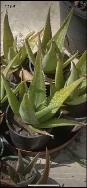 Aloe Vera Plants Plants Gumtree Australia Golden Plains