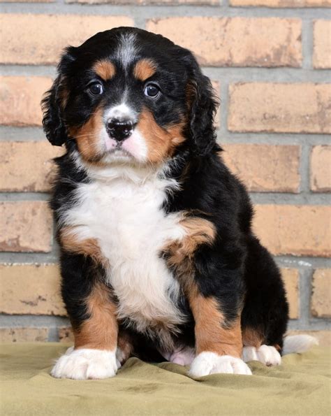 Miniature Bernese Mountain Dog Puppies for Sale | Buckeye Puppies