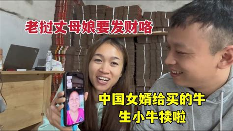 老挝丈母娘发财咯，中国女婿买的牛生了：生活越过越好 Youtube