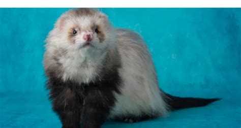 Differences Between Male And Female Pet Ferrets Petsbuilder