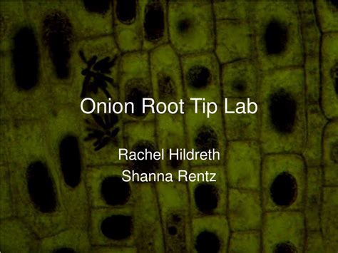 PPT - Onion Root Tip Lab PowerPoint Presentation, free download - ID ...