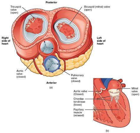 6.1 Heart Anatomy – Fundamentals of Anatomy and Physiology