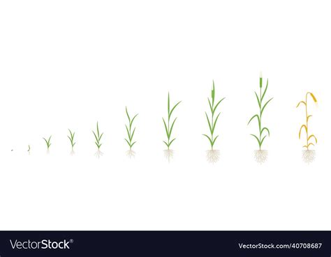 Barley growth stages with one stem hordeum Vector Image